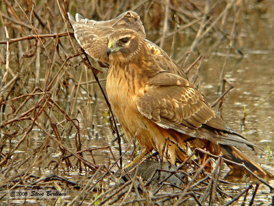 Northern Harrier juvenile