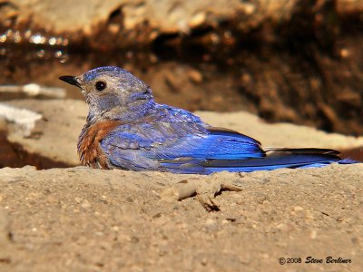 Western Bluebird, m.