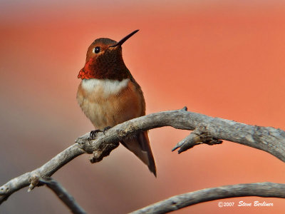 Allen's Hummingbird