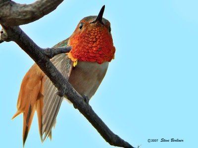 Allen's Hummingbird, m.