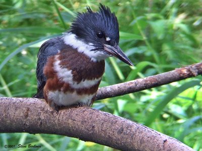 Belted Kingfisher, f.