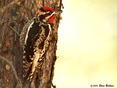 Red-naped Sapsucker
