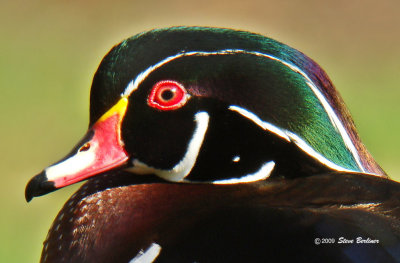 Wood Duck closeup