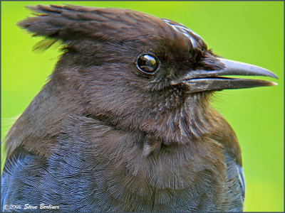 Stellers Jay at the bath