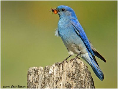 Mtn. Bluebird, male