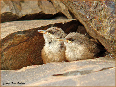 Canyon Wren chicks 6-4-09 DSC09708web-b2.jpg