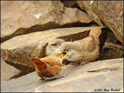 Canyon Wren feeding chicks