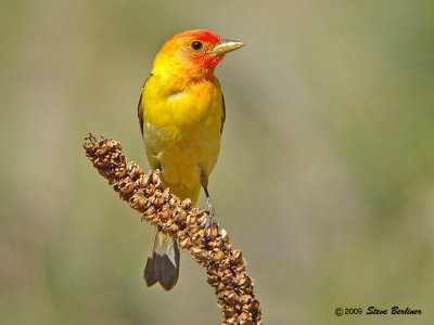 Western Tanager