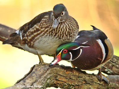 2009; Wood Ducks On Guard