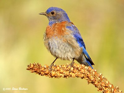 Western Bluebird