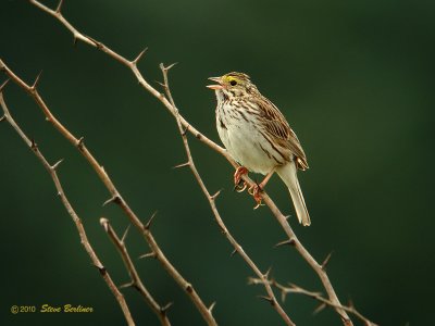 Savannah Sparrow