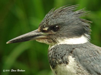 Belted Kingfisher male