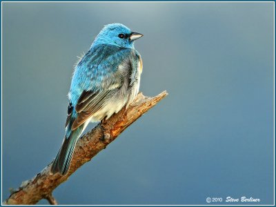 Lazuli Bunting