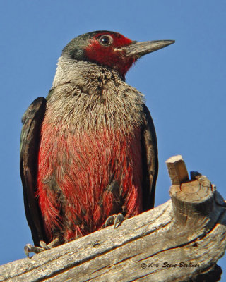 Lewis's  Woodpecker  7-7-10 7:20 pm