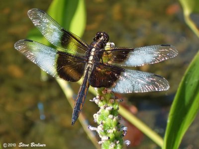 Widow skimmer, immature