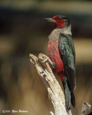 Lewis's Woodpecker