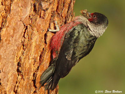 Lewis's Woodpecker