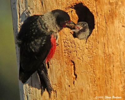 Lewis's Woodpecker feeding chick