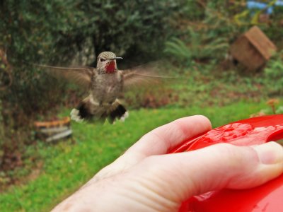 Anna's Hummingbird at feeder