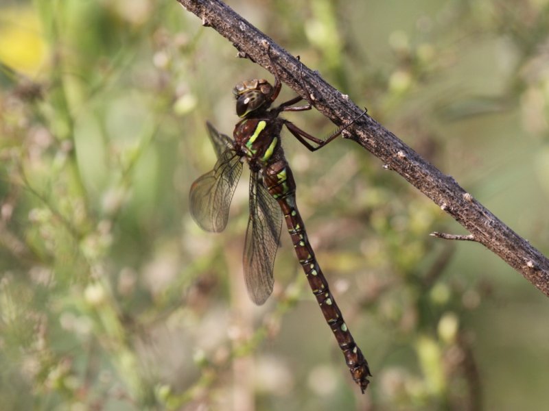 Shadow Darner (Female)