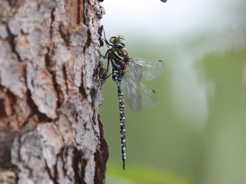 Subarctic Darner (Male)