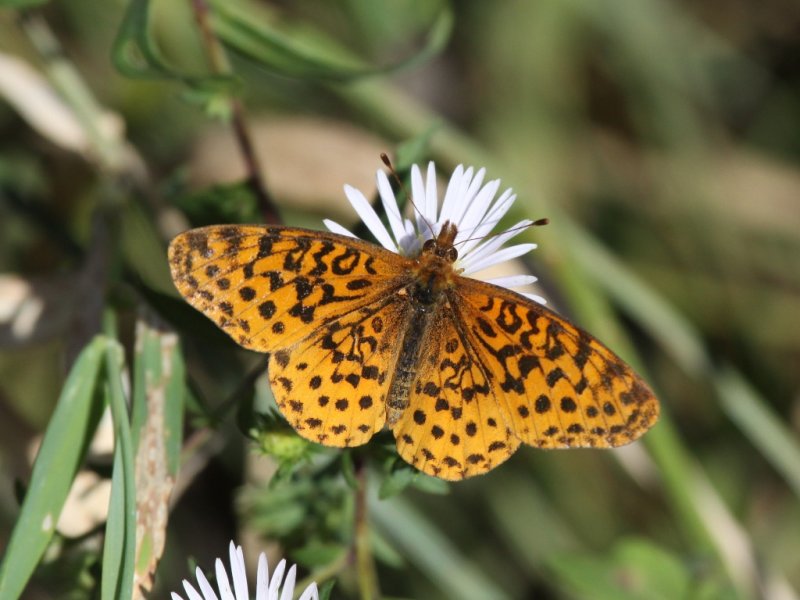 Meadow Fritilary