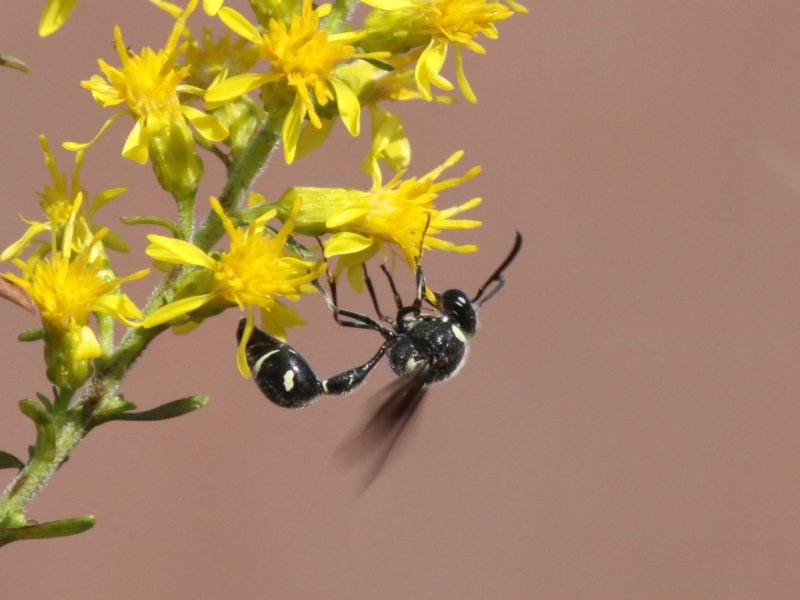 Potter Wasp - Eumenes fraternus