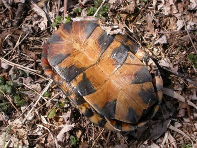 Blanding's Turtle