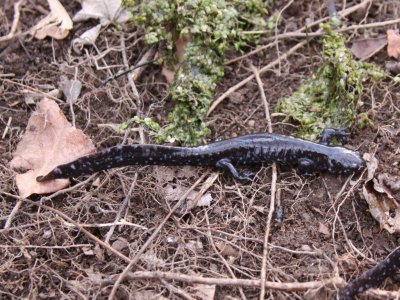 Blue-spotted Salamander