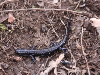 Blue-spotted Salamander