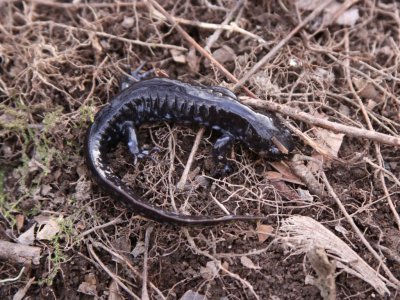 Blue-spotted Salamander