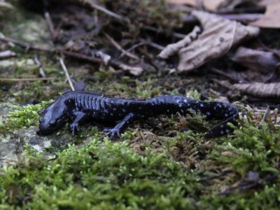 Blue-spotted Salamander