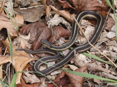 Common Garter Snake