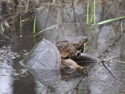 Snapping Turtle