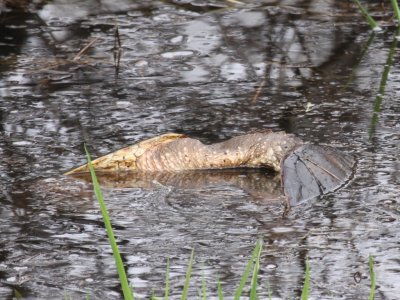 Snapping Turtle