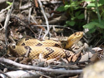 Timber Rattlesnake