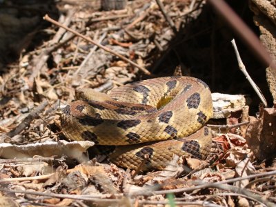 Timber Rattlesnake