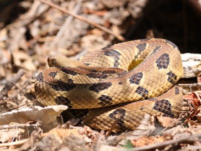 Timber Rattlesnake