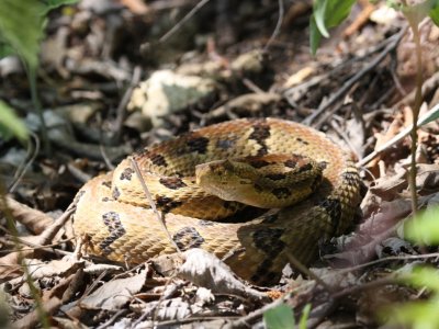 Timber Rattlesnake