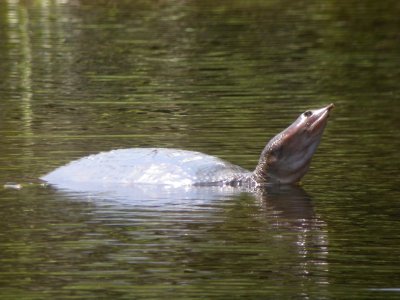 Florida Softshell Turtle