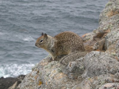 California Ground Squirrel