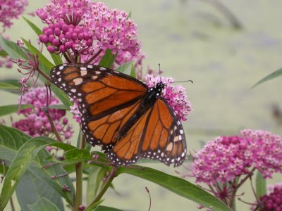 Monarch