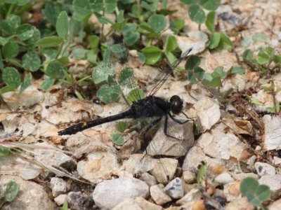 Dot-tailed Whiteface (Male)