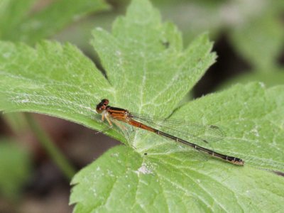 Eastern Forktail (Young Female)