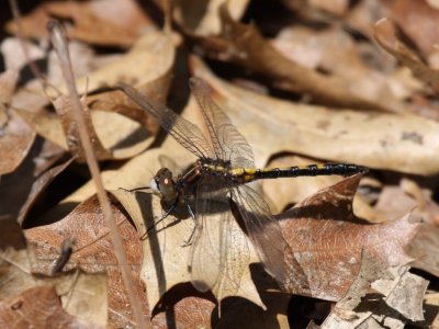 Dot-tailed Whiteface (Female)