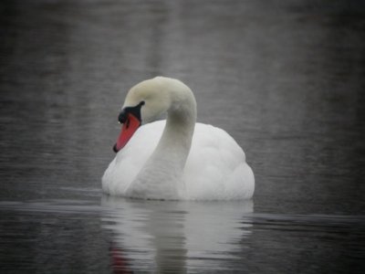 Mute Swan