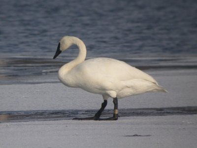 Trumpeter Swan