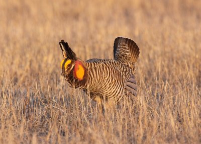 Greater Prairie Chicken