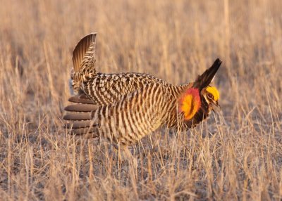 Greater Prairie Chicken