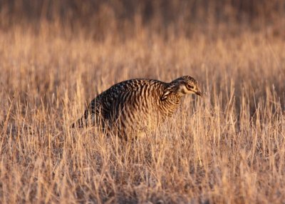 Greater Prairie Chicken